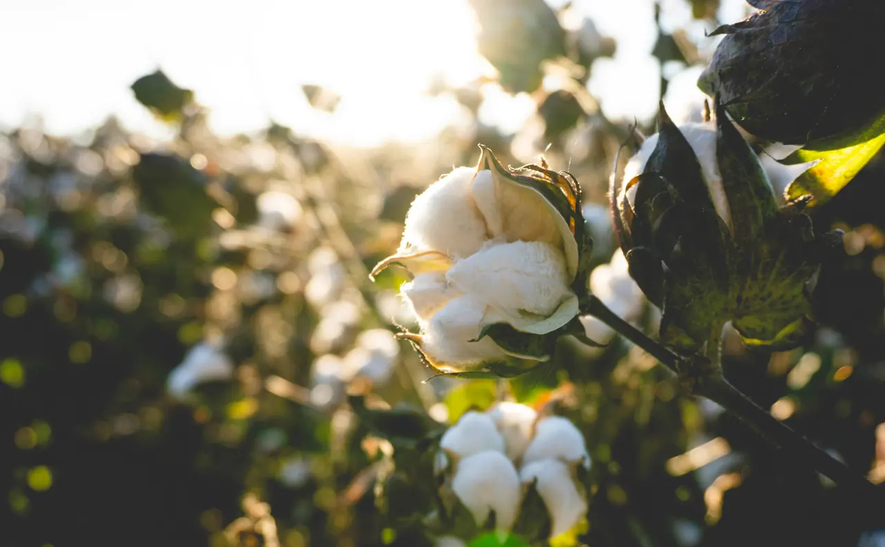 Cotton plant close to harvest