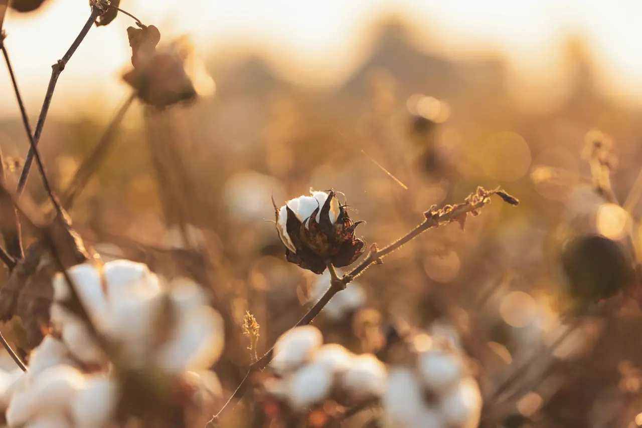 Open cotton bolls in warm light
