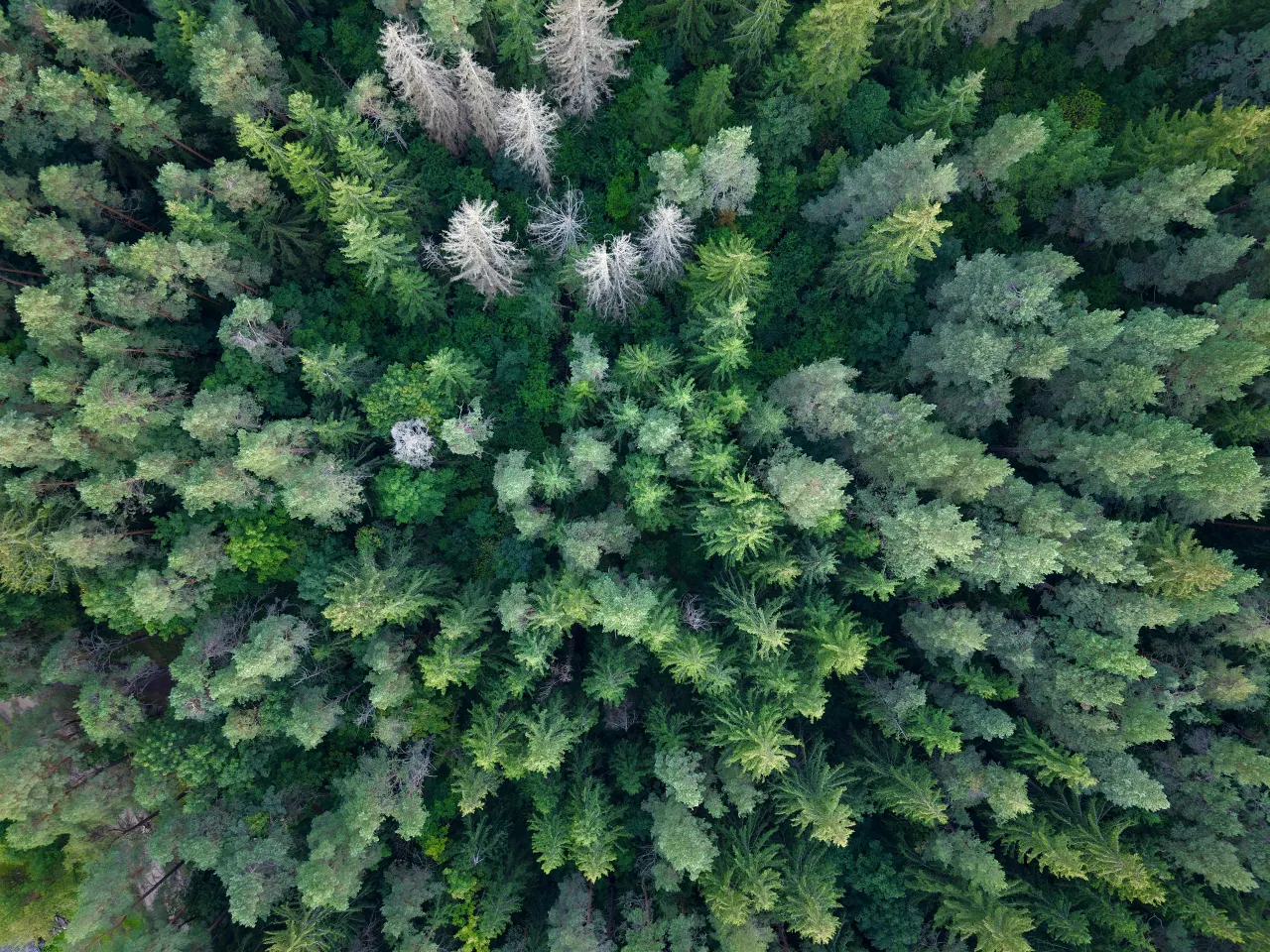 Green forest canopy seen from below